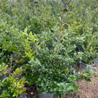 یاس هلندی|خدمات باغبانی و درختکاری|تنکابن, |دیوار