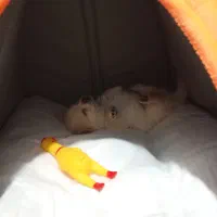 سگ فنجانی|سگ|کرمانشاه, |دیوار