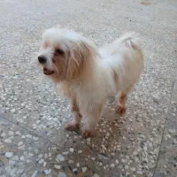 سگ شیتزوتریر|سگ|اهواز, سپیدار|دیوار