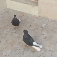 زیلدمسفیدرنگی هفرنگ