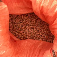 بذر بادام زمینی