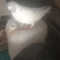 کبوتر|پرنده|مسجد سلیمان, |دیوار