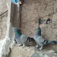 سبز هل پادر بزن