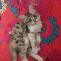 گربه|گربه|تبریز, |دیوار