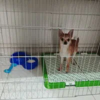 سگ شیواواقیمت33تخفیف کوچیکم دارع