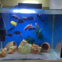 اکواریوم شرکتی