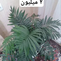 سری گل طبیعی|گل و گیاه طبیعی|بانه, |دیوار