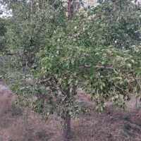 باغ-خلجستان