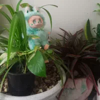 عروسک لبوبو