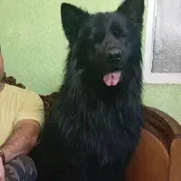 ژرمن بلک BLAK توله میکروچیپ دار