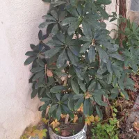 گل و گیاه طبیعی|گل و گیاه طبیعی|ملایر, |دیوار