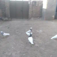 سلام چنتا طوقی فروشی نر ماده|پرنده|ملک‌آباد, |دیوار