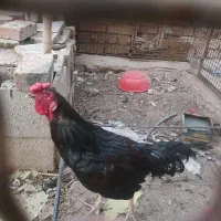 خروس