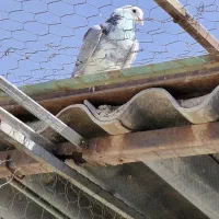 کفترتیرماه|پرنده|جوادآباد, |دیوار