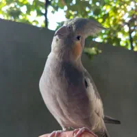 گمشده