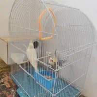 فروش عروس هلندی جفت  دستی مولد نر سخنگو باقفس