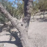 خرید چوب وتنه انواع درختان با بالاترین قیمت|خدمات باغبانی و درختکاری|زهان, |دیوار