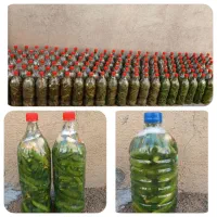 خیارشور تازه و خوشمزه