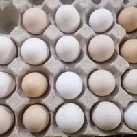 تخم مرغ نطفه دار گلین