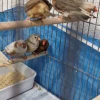 پرورش فنچ
