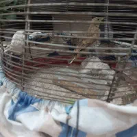 سهره خاکی|پرنده|ماهدشت, |دیوار