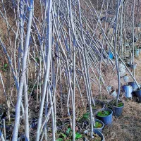 نهالستان نکویی|خدمات باغبانی و درختکاری|دلند, |دیوار