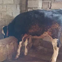 گوساله|حیوانات مزرعه|چرداول, |دیوار