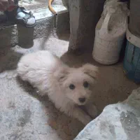 پاکوتاه ماده پشمالو