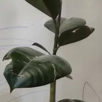 گل طبیعی سبز|گل و گیاه طبیعی|میبد, |دیوار