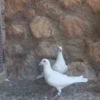 فروش ۵عدد پرنده درجه یک|پرنده|بافق, |دیوار