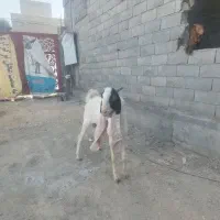 فروش پازن گلابی