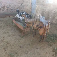 بز داشتی نژاد دار