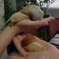 حلزون آلبینو بالغ|خزنده|تهران, سبلان (لشگر)|دیوار