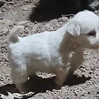 سگ پاکوتاه واگذاری
