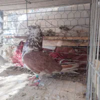 سلام برعشق بازان جفت گرگی پرشی