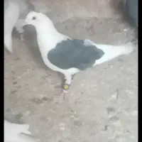 انگشتر.کفتر