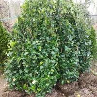 فروش تعدادی یاس هلندی