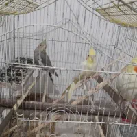 فروش عروس هلندی نیومده ۴۵روزه جوجه دون خور