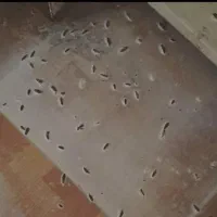 حذف وریشه کنی حشرات موذی فقط دریک مرحله باضمانت|خدمات نظافت|بومهن, |دیوار