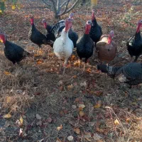 بوقلمون|حیوانات مزرعه|مشگین شهر, |دیوار