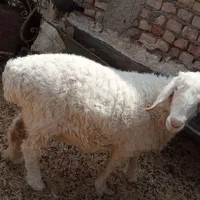 بره آبست