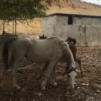 اسب