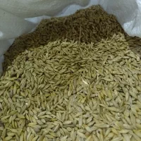 جو محلی کیلویی 80