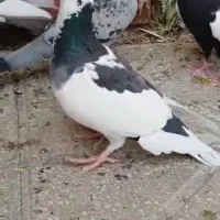 کفتر سینه|پرنده|پاسارگاد, |دیوار