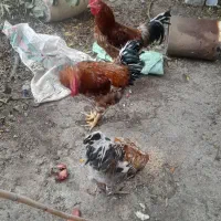 خروس جوان|حیوانات مزرعه|رامیان, |دیوار