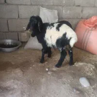 دوتا برنر