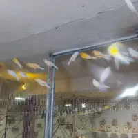 خوش صدا