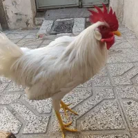 خروس سفید