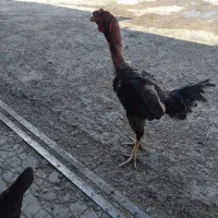 مرغ و خروس لاری