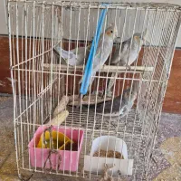 تعدادی پرنده